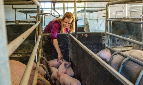 Female farmer reaching into pen of pigs